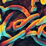 Ebola “Family” Over 16 Million Years Old