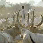 Authorities from Jonglei state’s Bor county have called for stolen cattle to be returned to owners in eastern South Sudan