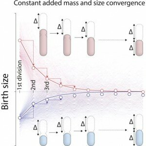 adder cell division