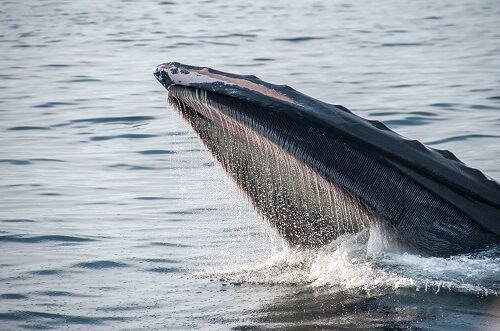 Hyperliquidity Hits $25 as Whales Dive to Acquire More Buzz
